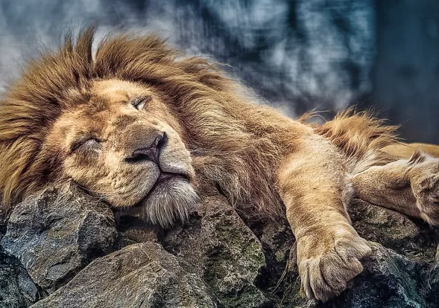 TREFL PUZZLES TREFL dėlionė &bdquo;Liūtas&ldquo;, 1000 det. &ndash; nuotrauka 4